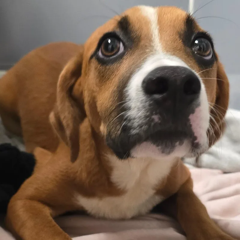 A young medium-sized female Brown / Chocolate Mixed Breed dog named Sage for adoption in East Hanover, NJ