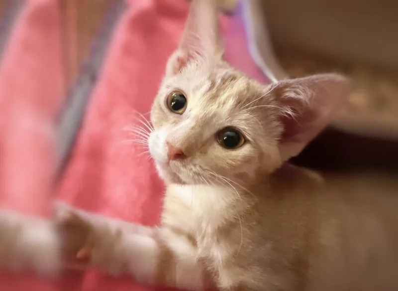 Caterina