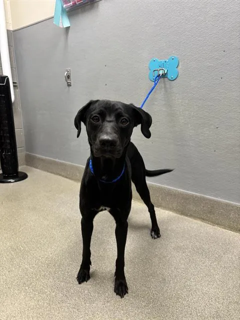 A young medium-sized female Labrador Retriever dog named Raven for adoption in Las Vegas, NV