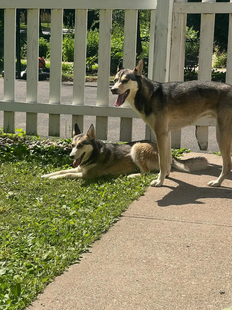 Skye & Chase thumbnail 2