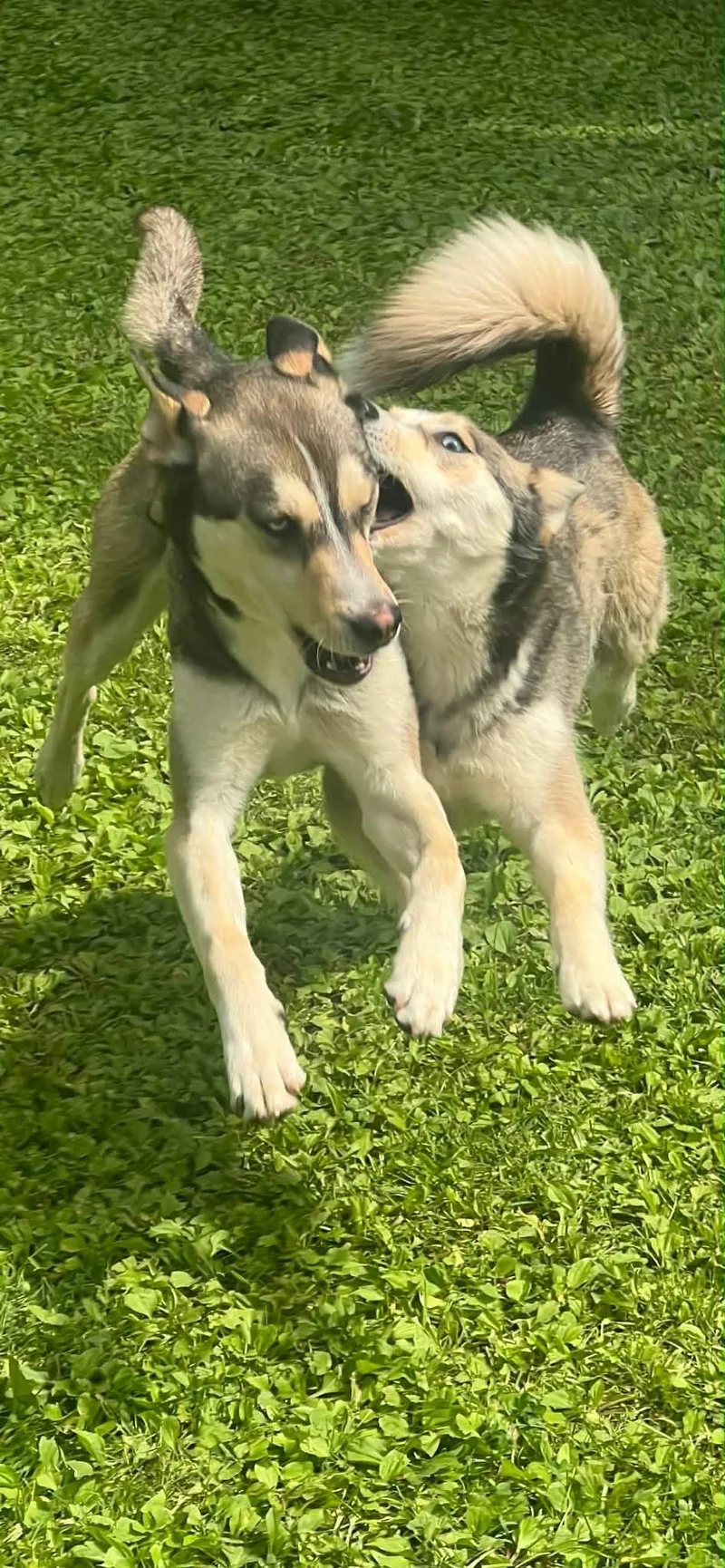 Skye & Chase thumbnail 4