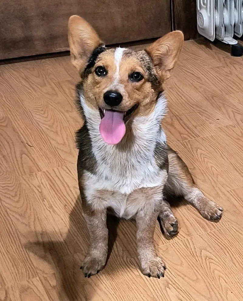 Abbie