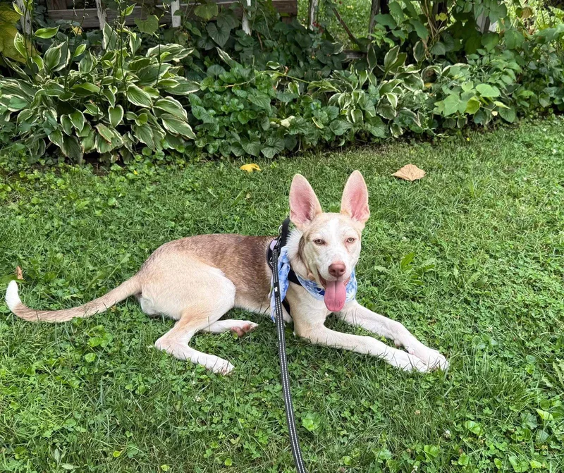 A young medium-sized female Husky dog named Pup Cup for adoption in Germantown, OH