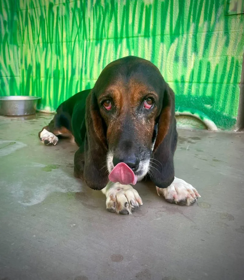 An adult medium-sized male Basset Hound dog named Hoot for adoption in Phoenix, AZ