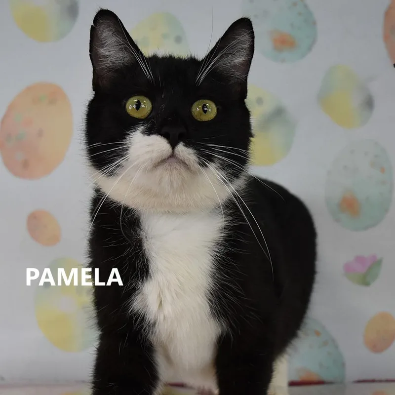 An adult medium-sized female Black Domestic Short Hair cat named Pamela for adoption in Kanab, UT