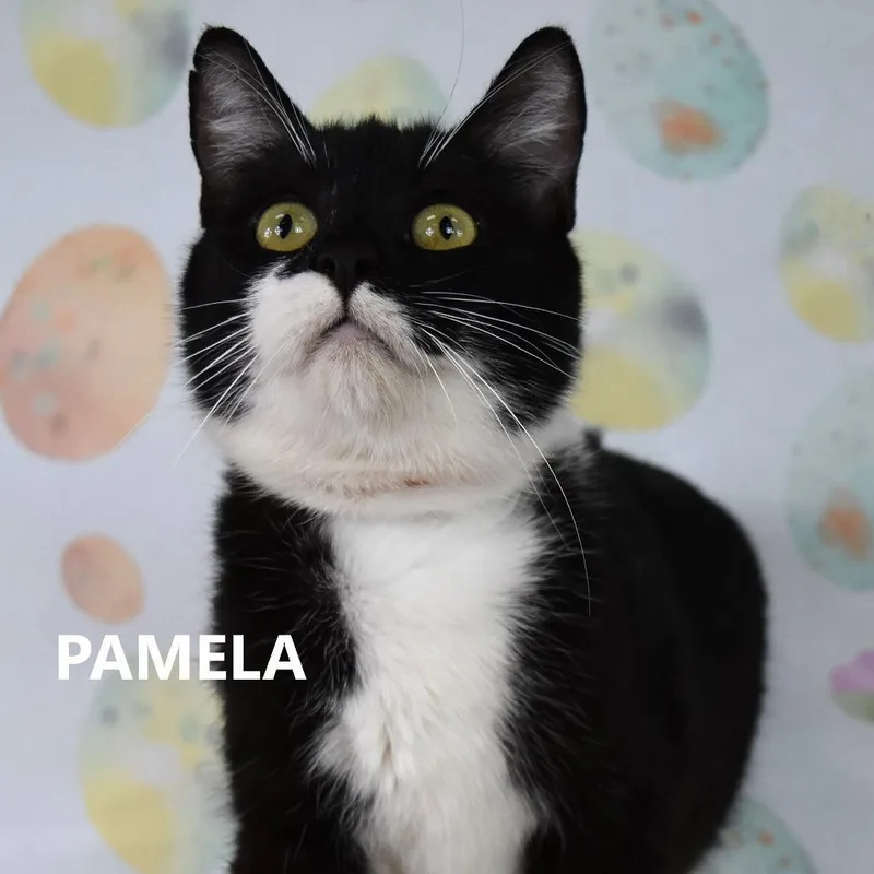 Pamela thumbnail 3