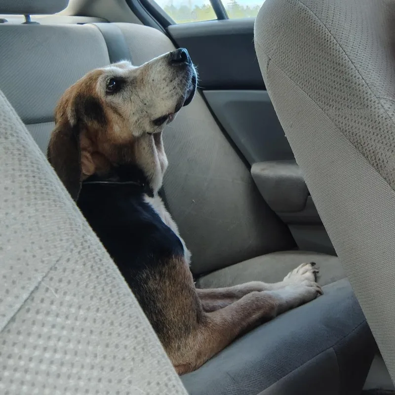 A senior medium-sized female Tricolor (Brown, Black, & White) Beagle dog named Rosie for adoption in Beulaville, NC