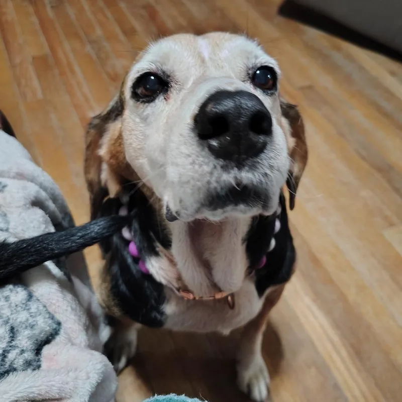 Rosie thumbnail 5