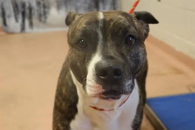 An adult medium-sized male Mixed Breed dog named Kobe for adoption in Columbia, SC