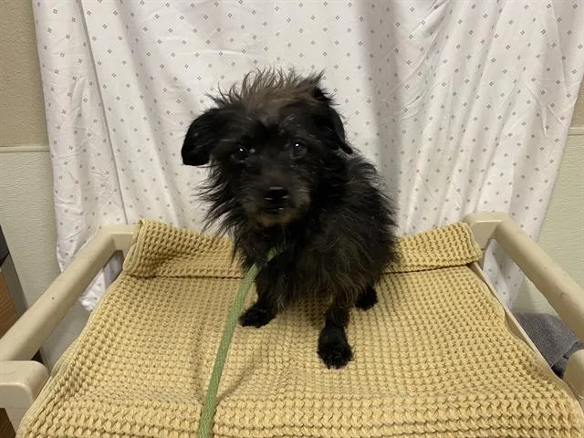 An adult small-sized male Cairn Terrier dog named Larry for adoption in Modesto, CA