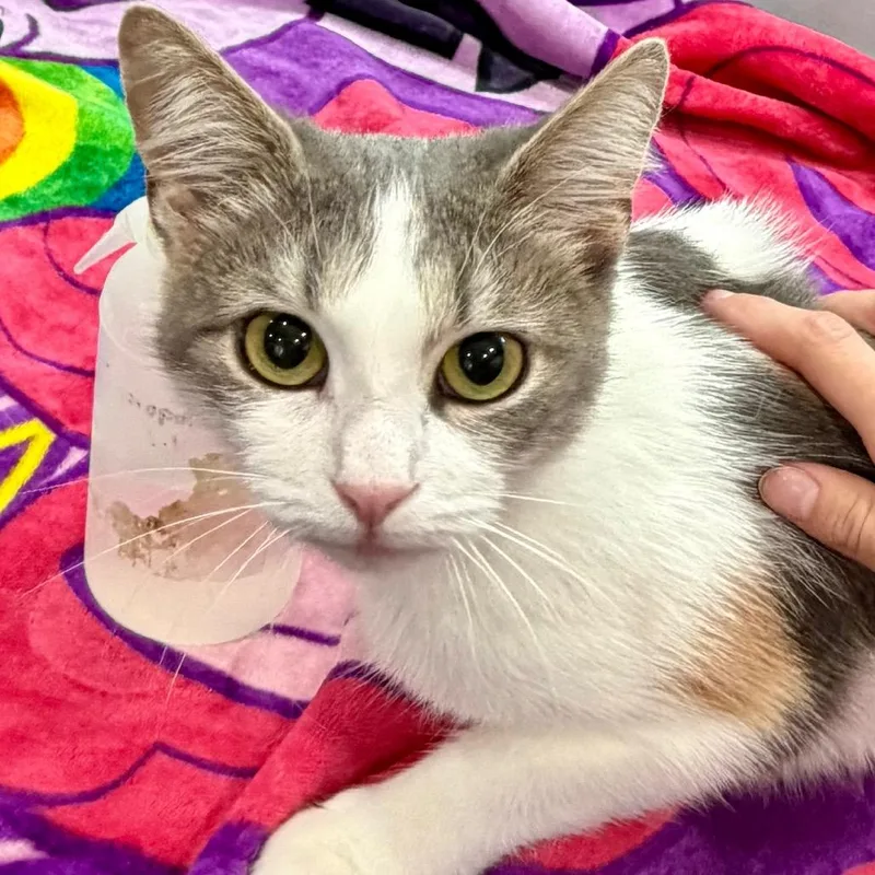A young medium-sized female White Domestic Short Hair cat named Diana for adoption in Fairmont, WV