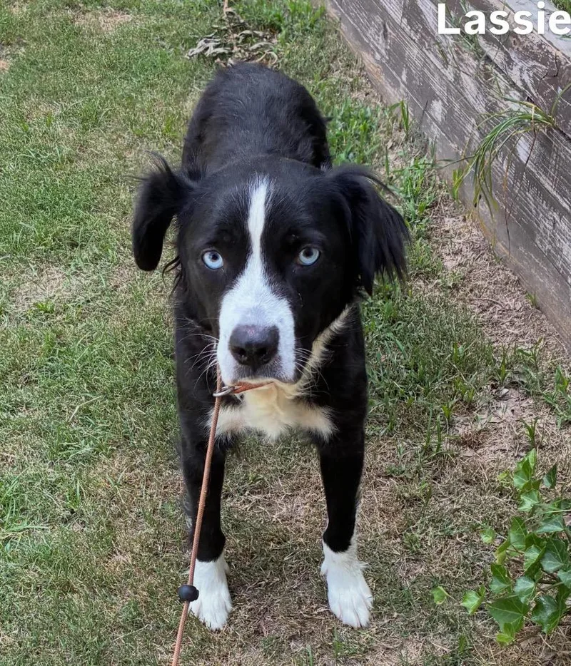 An adult medium-sized female Collie dog named Lassie for adoption in Little Rock, AR