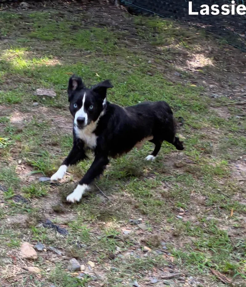 Lassie thumbnail 3