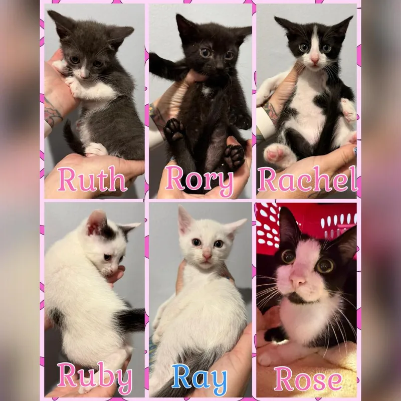 A baby small-sized male White Domestic Short Hair cat named Ray for adoption in Simi Valley, CA