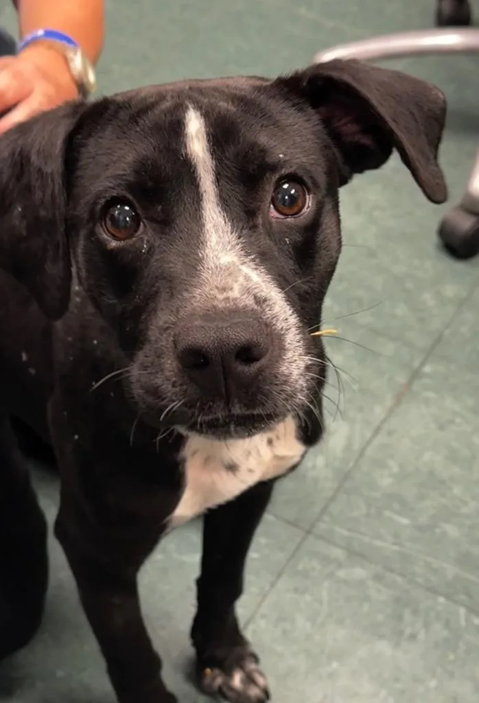 A baby medium-sized male Mixed Breed dog named Dale for adoption in Jonesboro, AR