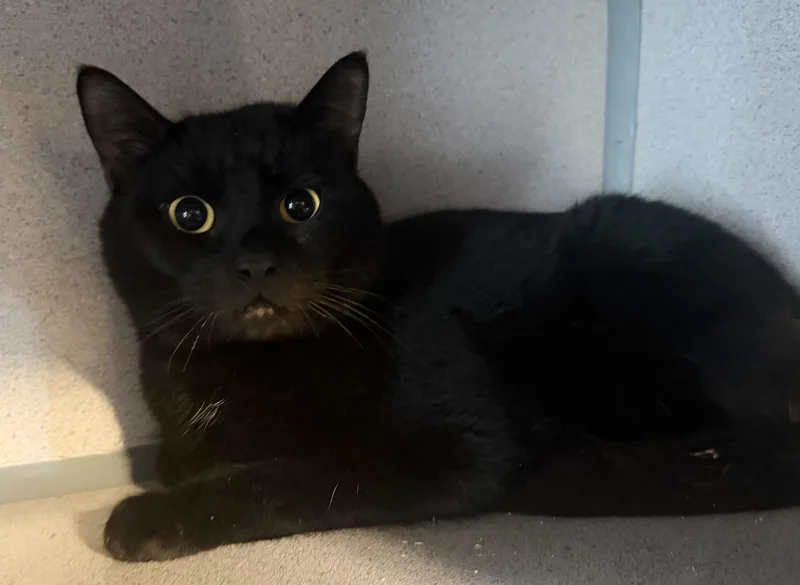 A young large-sized male Black Domestic Short Hair cat named Bodhi for adoption in Hudson, NY