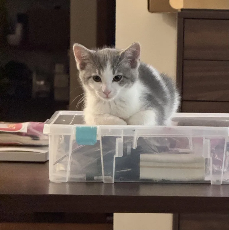 Mousey