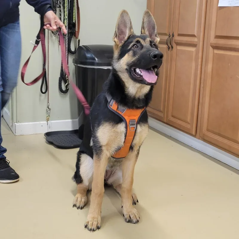A young medium-sized female Black German Shepherd Dog dog named Raven for adoption in New Ringgold, PA