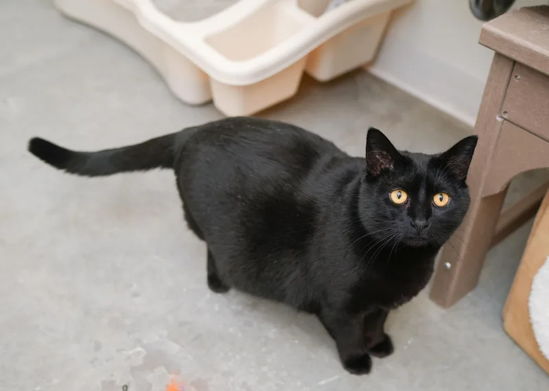 An adult medium-sized female Black Domestic Short Hair cat named Beanie for adoption in Boise, ID