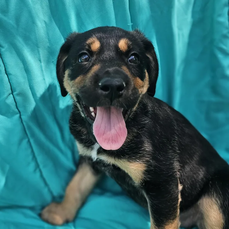 A baby medium-sized female Bicolor Hound dog named Pistachio for adoption in Monroe, NC