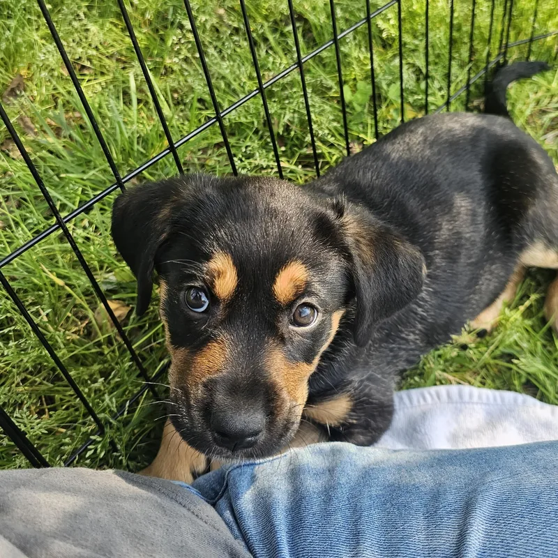 Pistachio thumbnail 2