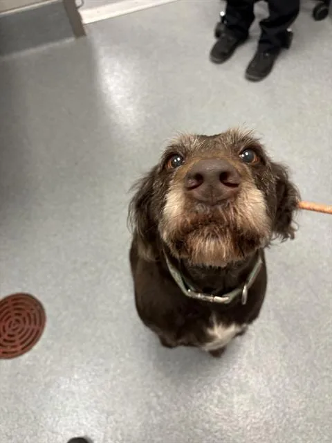 An adult large-sized female Poodle dog named Ivy Bella for adoption in Indianapolis, IN