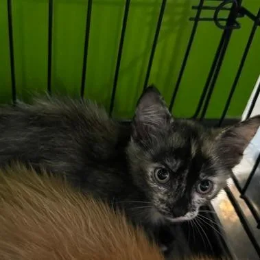 A baby small-sized female Tortoiseshell Domestic Short Hair cat named Hayley for adoption in Edwardsville, IL