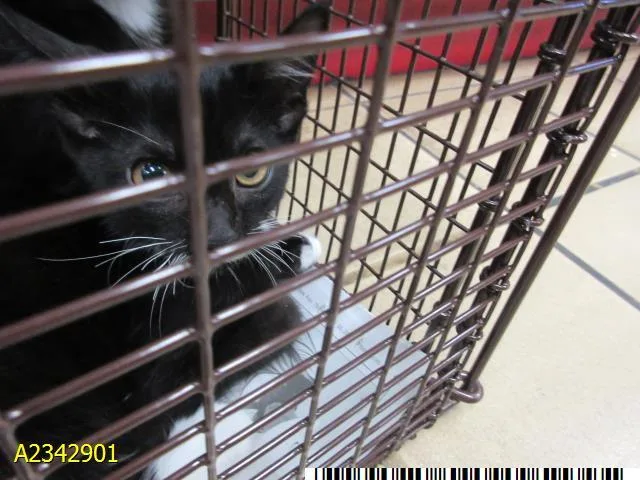 A baby small-sized male Domestic Short Hair cat named Marc for adoption in West Palm Beach, FL