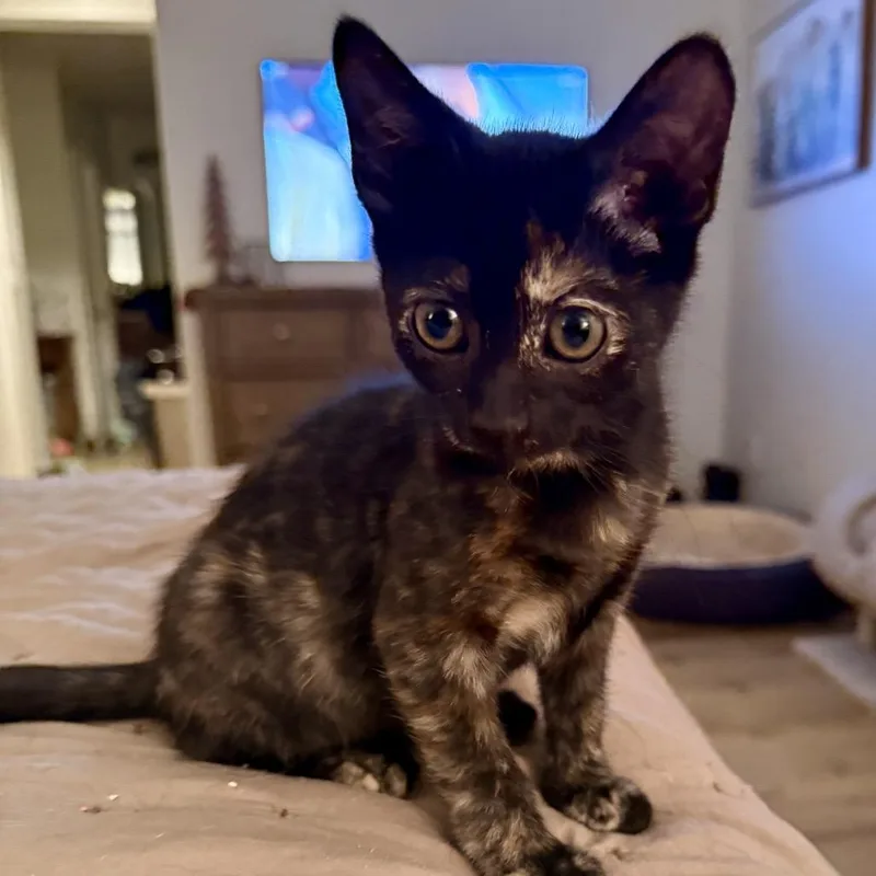 A baby small-sized female Black Domestic Short Hair cat named Ronda for adoption in Los Angeles, CA