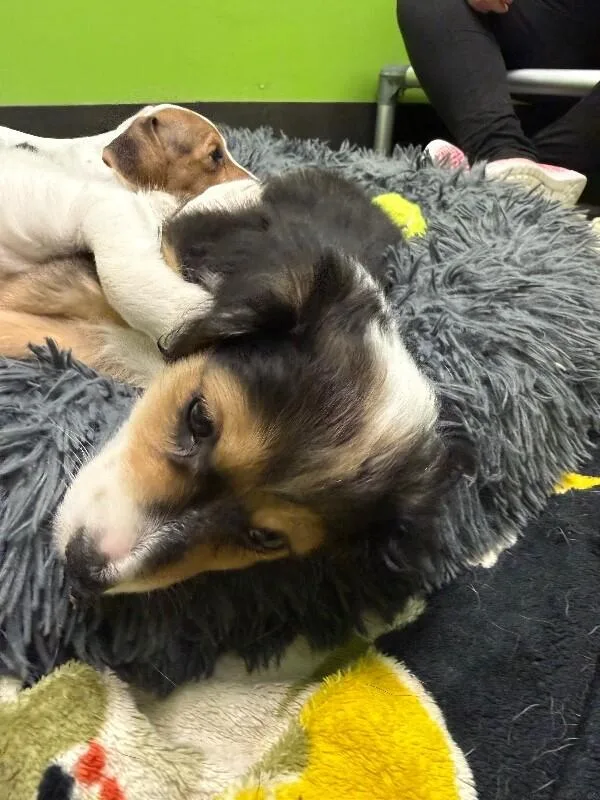A young small-sized female Tricolor (Brown, Black, & White) Mixed Breed dog named Reign for adoption in Osseo, MI
