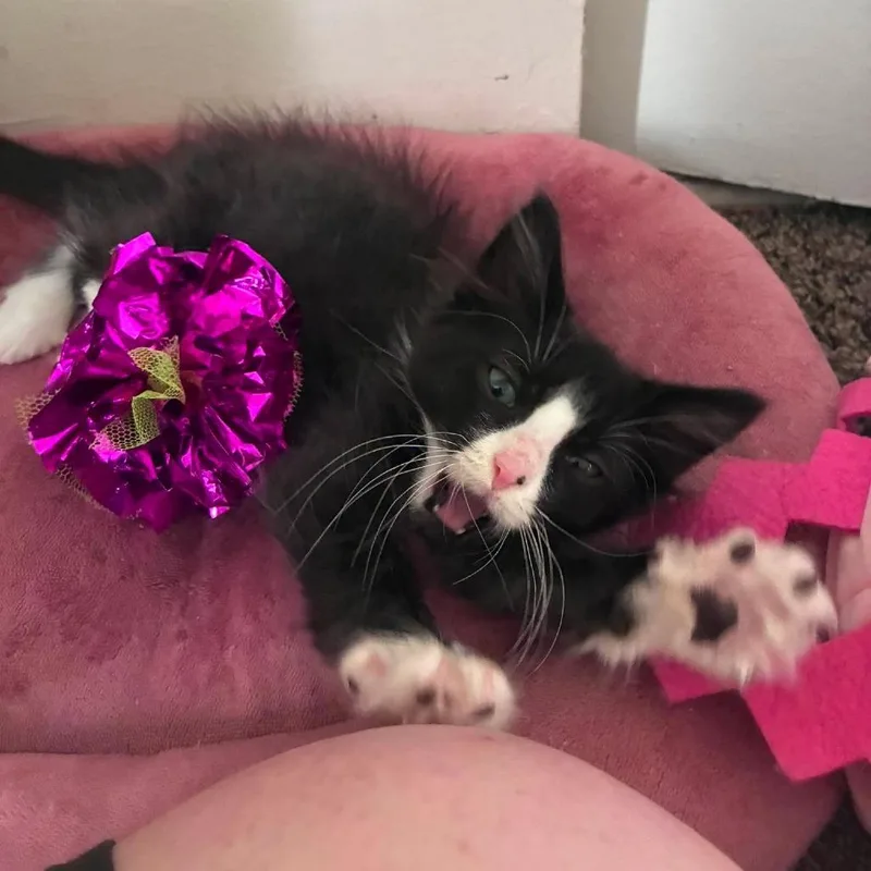 A baby small-sized male Black Domestic Long Hair cat named Patrick Star for adoption in Jarrettsville, MD