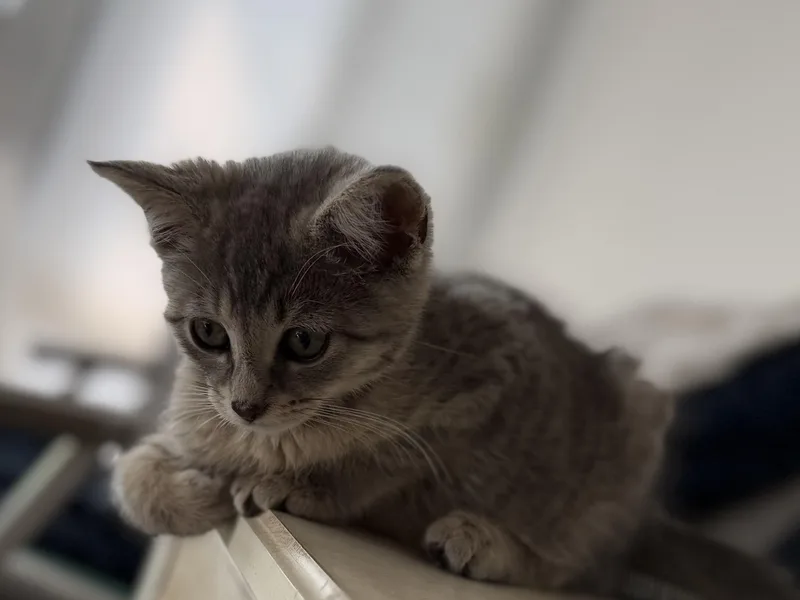 A baby small-sized female Domestic Short Hair cat named Nirvana for adoption in Hershey, PA