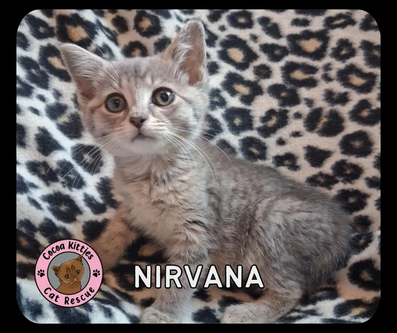 Nirvana thumbnail 3