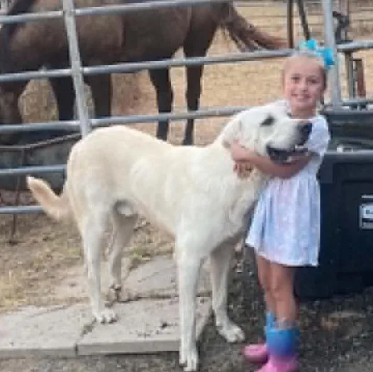 An adult large-sized male White / Cream Great Pyrenees dog named Hank cs for adoption in Columbia, MD