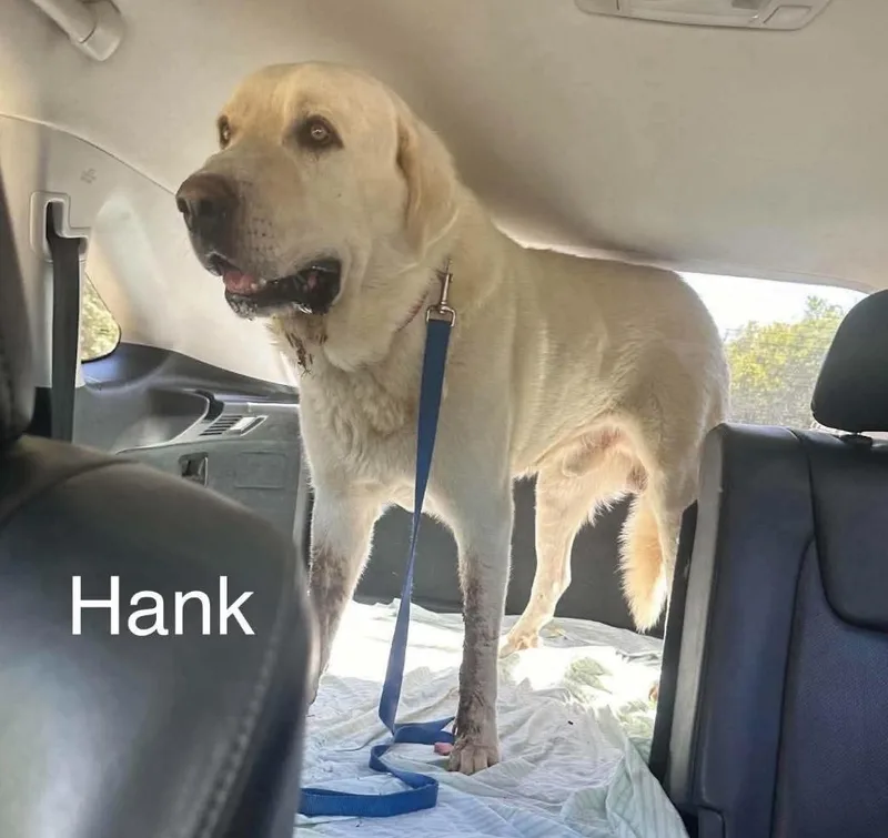 Hank cs thumbnail 3