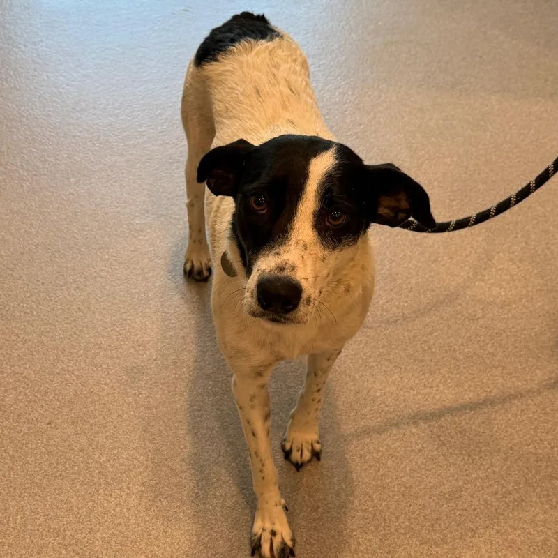 An adult medium-sized female Hound dog named Josie for adoption in Cumming, GA