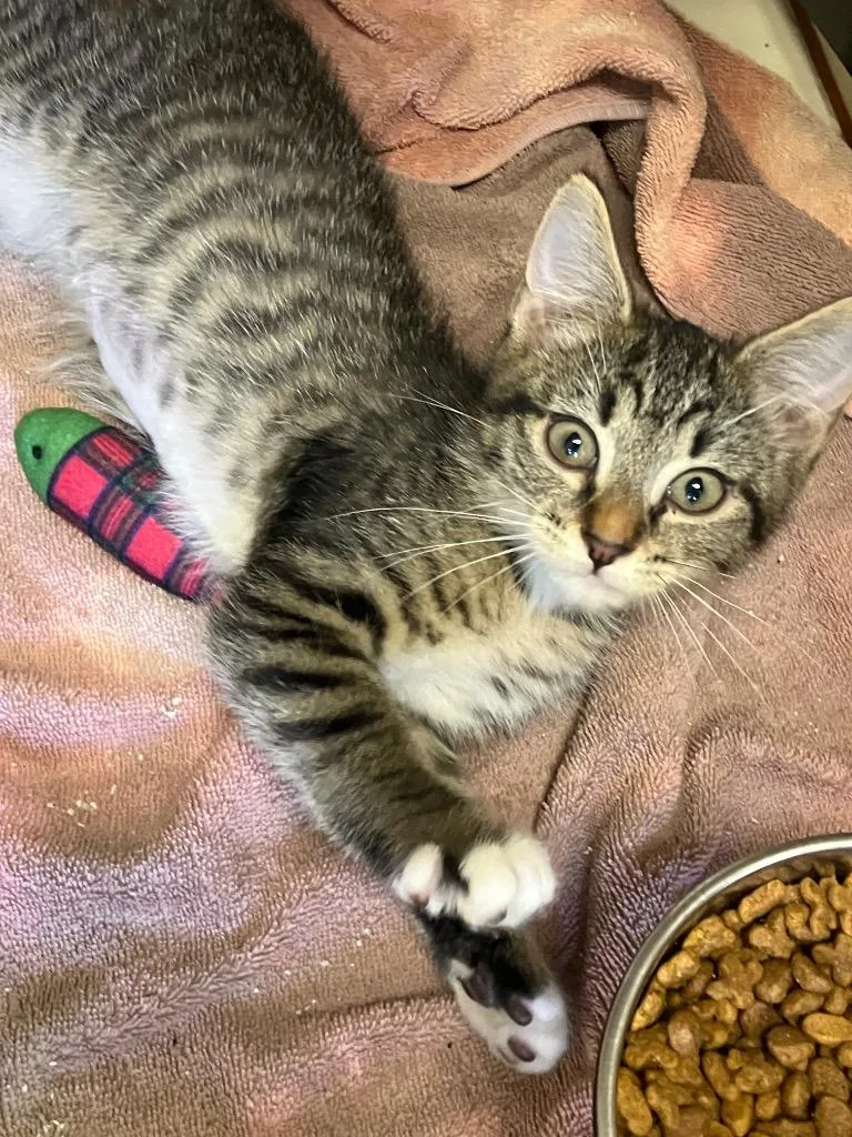 A baby medium-sized male Domestic Short Hair cat named Marlin for adoption in Christiansburg, VA