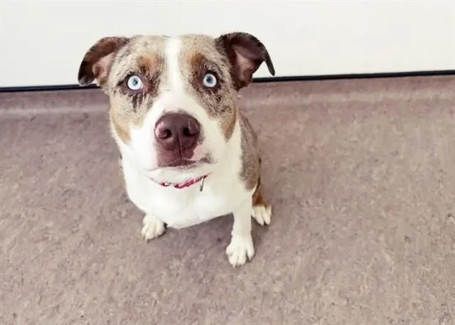 A young medium-sized male Australian Shepherd dog named Thor for adoption in Saint Louis, MO