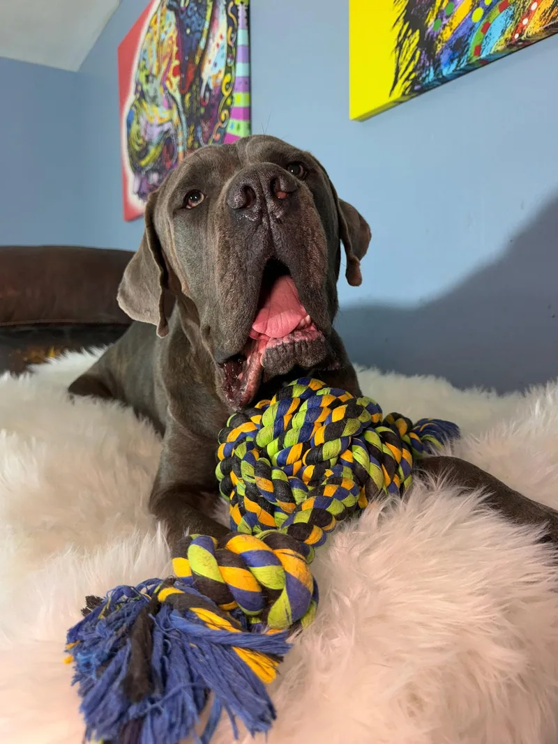 A young extra large-sized male Cane Corso dog named Trapper for adoption in Glendale, AZ