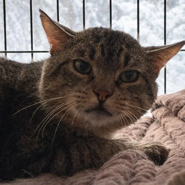 An adult medium-sized male Tabby (Brown / Chocolate) Domestic Short Hair cat named Bob for adoption in Buffalo, NY