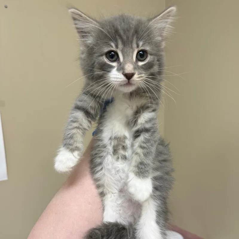 A baby small-sized male Gray / Blue / Silver Domestic Medium Hair cat named London for adoption in Birmingham, AL