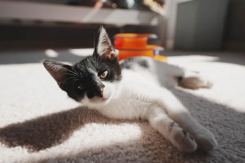 Nyx