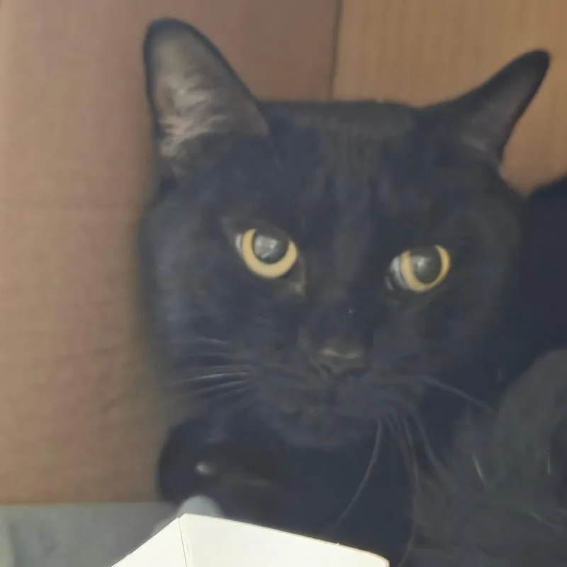 An adult large-sized male Domestic Medium Hair cat named Spooky for adoption in Ballston Spa, NY