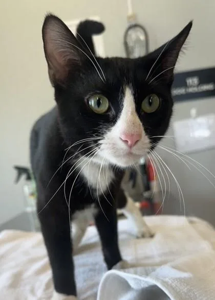An adult medium-sized male Domestic Short Hair cat named Kevyn for adoption in Lafayette, IN