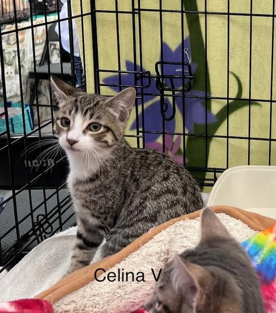 Celina V