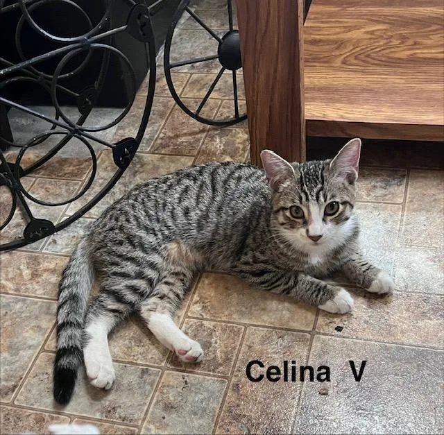 Celina V thumbnail 2