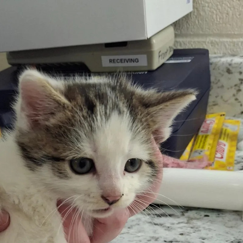 Maverick thumbnail 2