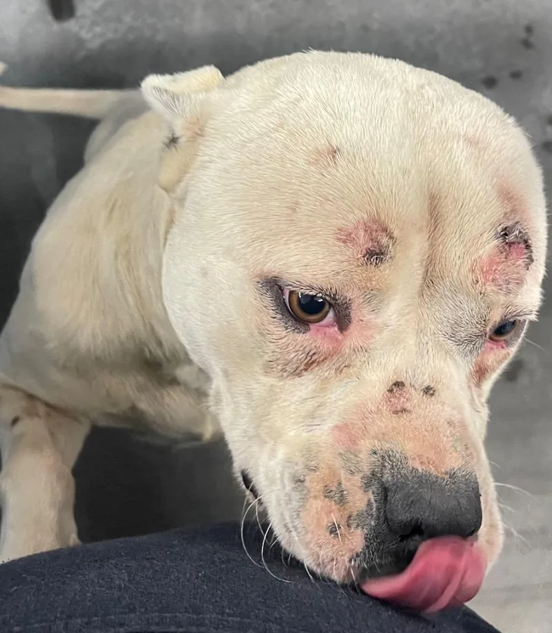 An adult large-sized male Mixed Breed dog named Drake for adoption in Henderson, NC