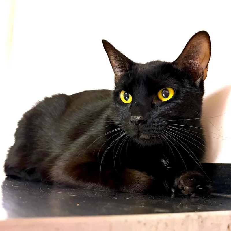 A young medium-sized male Domestic Short Hair cat named Bowser for adoption in Joshua Tree, CA