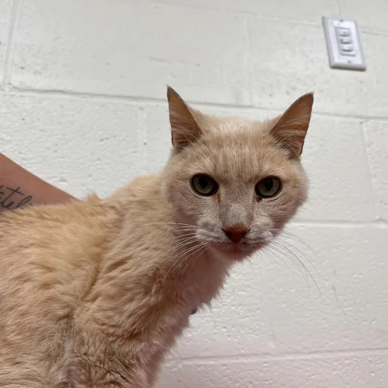 A senior medium-sized male Buff / Tan / Fawn Domestic Short Hair cat named Svasstray for adoption in Lyndhurst, VA